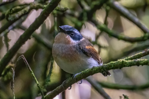iNaturalist image