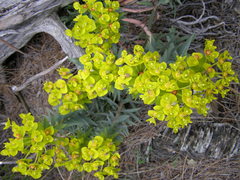 Euphorbia rigida