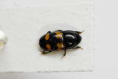 Glischrochilus grandis