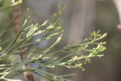 Exocarpos cupressiformis
