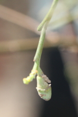 Exocarpos cupressiformis