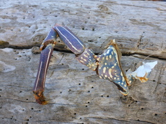 Panulirus penicillatus