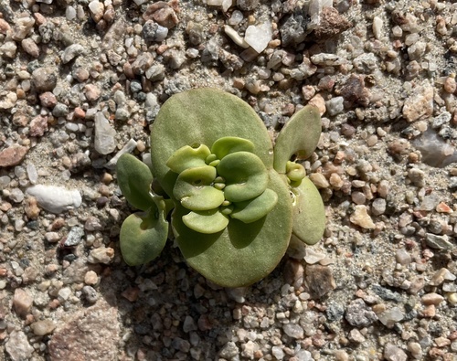 Mesembryanthemum juttae
