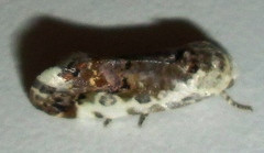 Acontia