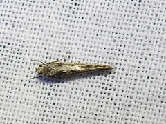 Coleotechnites florae