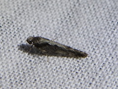 Coleotechnites florae