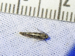 Coleotechnites florae