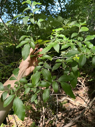Blueberries on a bush