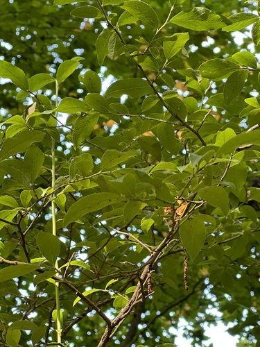Ripe blueberry cluster