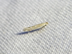 Ypsolopha
