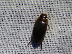 Copelatus chevrolati