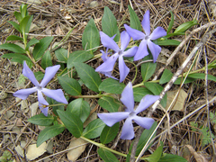 Vinca herbacea