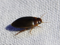 Copelatus chevrolati