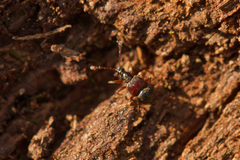 Tyrus mucronatus