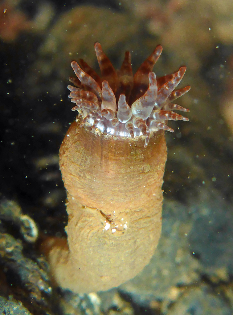 Telmatactis decora
