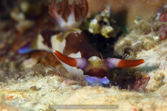 Nembrotha chamberlaini