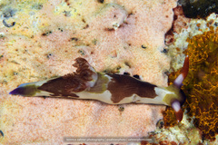 Nembrotha chamberlaini
