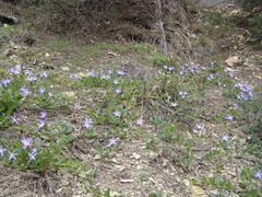 Vinca herbacea