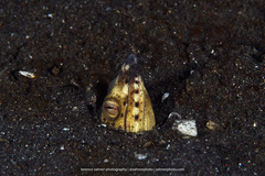 Ophichthus altipennis