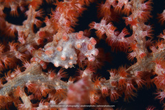 Hippocampus bargibanti