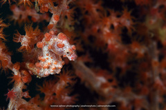 Hippocampus bargibanti
