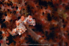 Hippocampus bargibanti