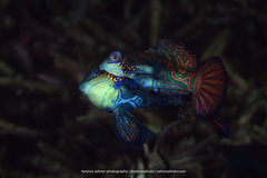 Synchiropus splendidus