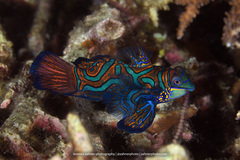 Synchiropus splendidus