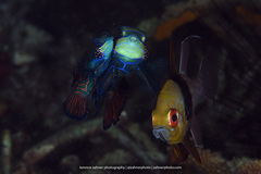 Synchiropus splendidus