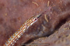 Corythoichthys ocellatus