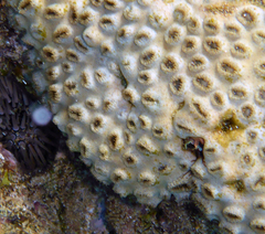 Palythoa tuberculosa