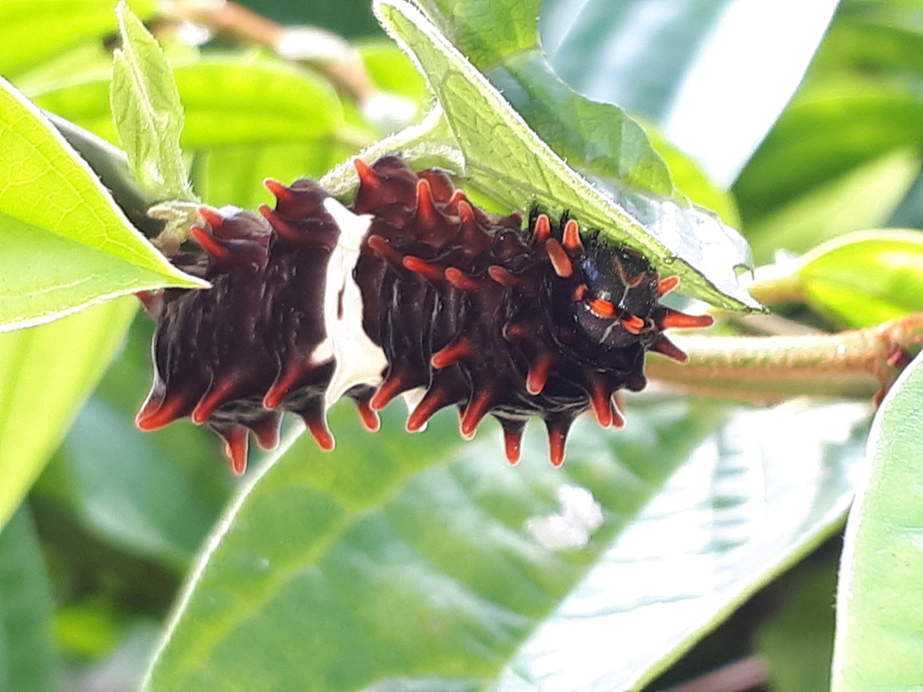 Common Rose Swallowtail (Common Caterpillars of Hong Kong) · iNaturalist