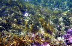 Cystophora moniliformis