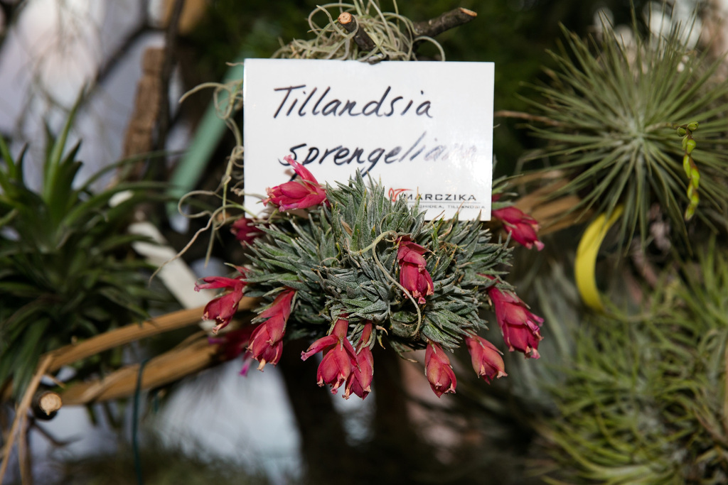 Tillandsia sprengeliana · iNaturalist