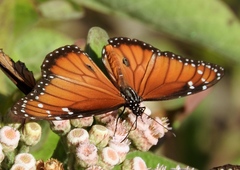 Danaus eresimus montezuma