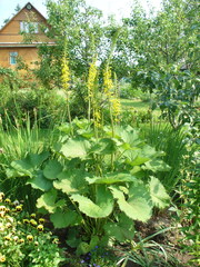 Ligularia stenocephala