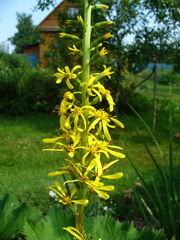 Ligularia stenocephala