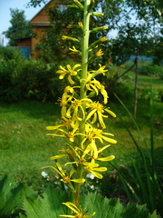 Ligularia stenocephala