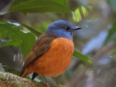 Amber Mountain Rock-Thrush photo 1