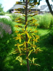 Ligularia przewalskii