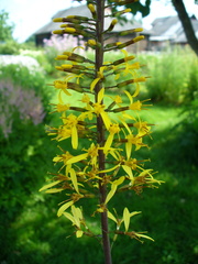Ligularia przewalskii