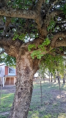 Phyllanthus chacoensis, photograph Pablo H Capovilla, CC BY, iNaturalist via GBIF