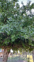 Phyllanthus chacoensis, photograph Pablo H Capovilla, CC BY, iNaturalist via GBIF