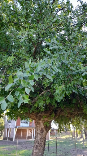 Phyllanthus chacoensis, photograph 4