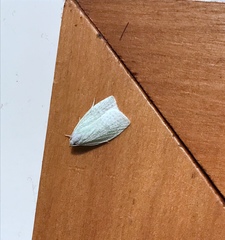 Nymphostola galactina