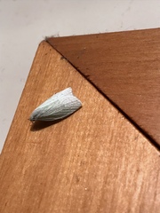Nymphostola galactina