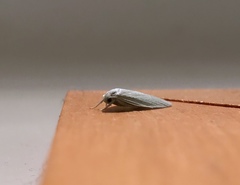 Nymphostola galactina