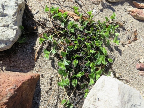 Image of Psoralea imbricata by (c) linkie, some rights reserved (CC BY)