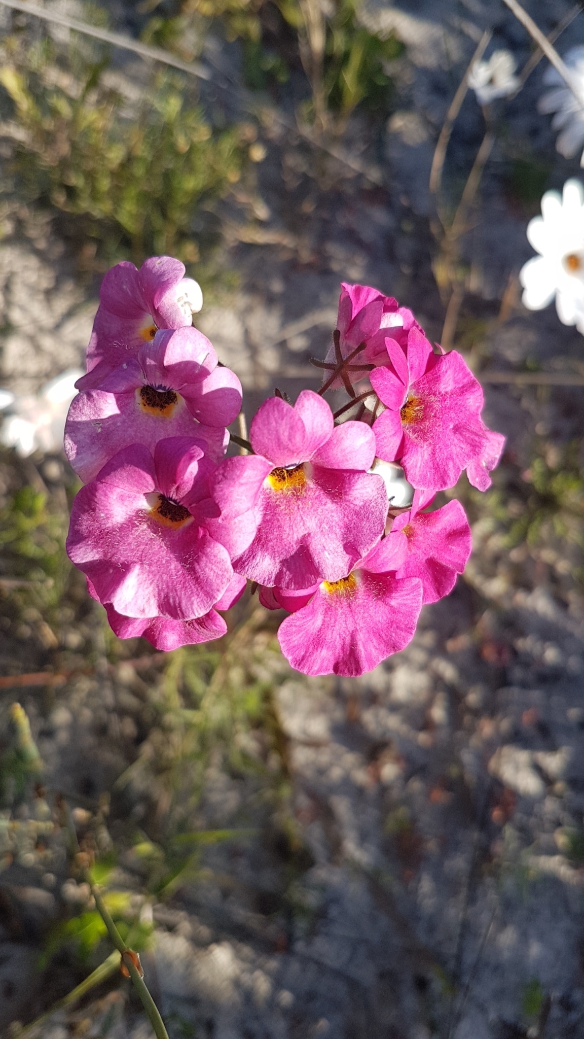 Imagem de Nemesia