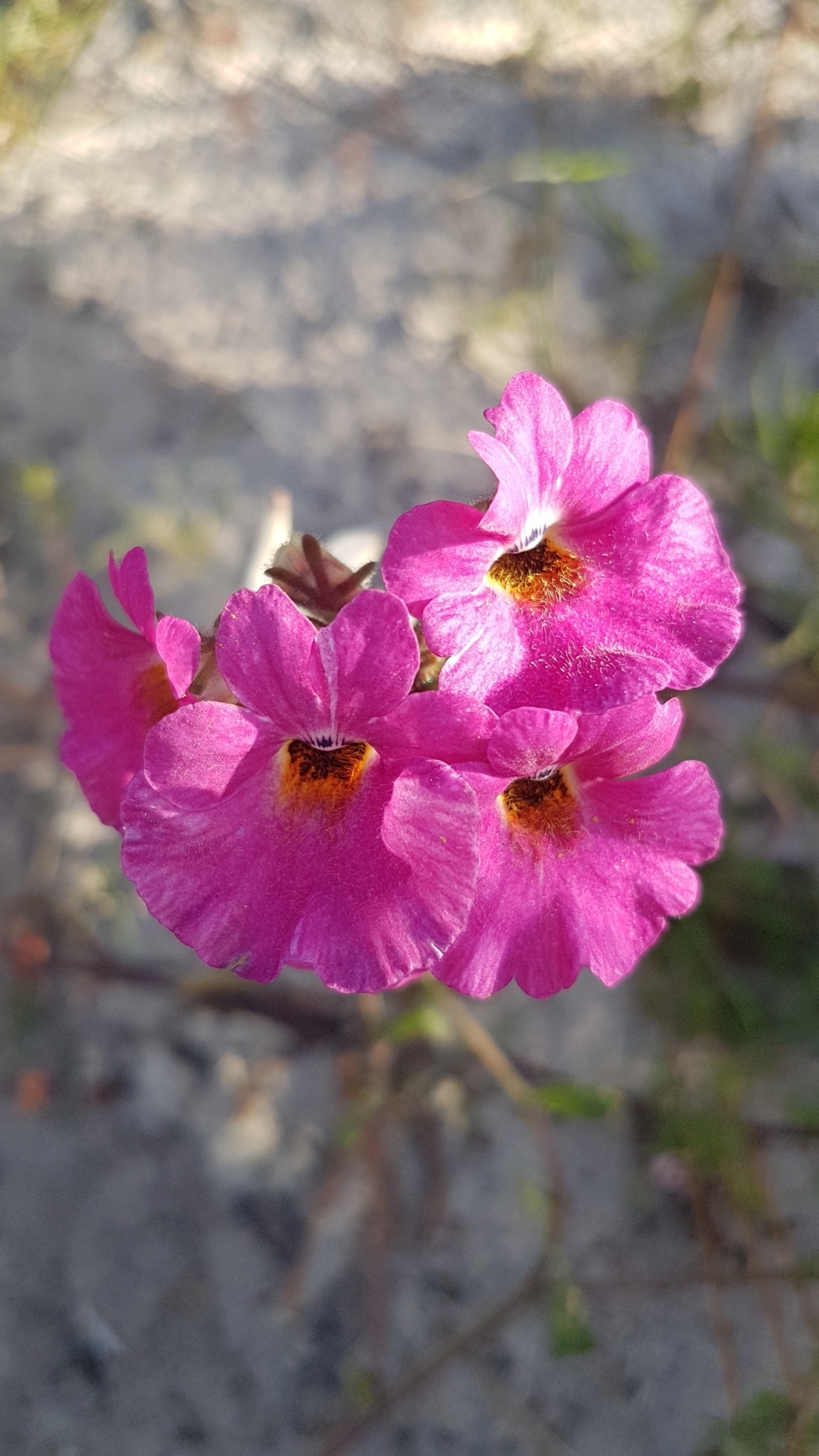 Imagem de Nemesia